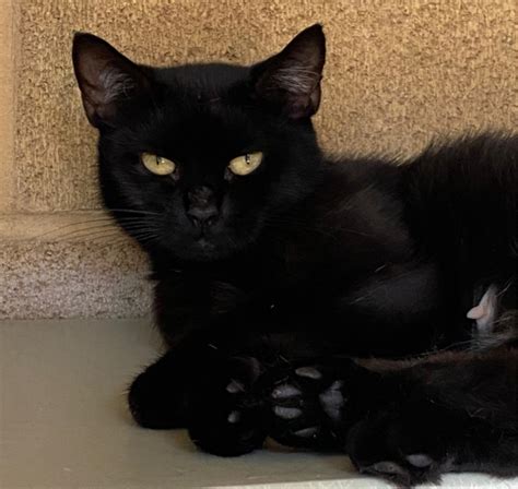 Black kittens for adoption - Search for cats for adoption at shelters near Escondido, CA. Find and adopt a pet on Petfinder today. 